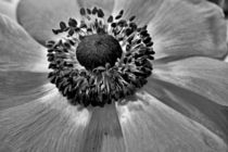 Blütenmakro schwarzweiss von leddermann