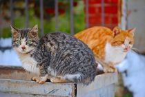 Istanbul cats... 2 by loewenherz-artwork