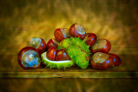 Conkers-sept-2014-2a