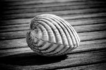 Sea shell on wood by David Hare