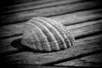 Half a sea shell on wood by David Hare