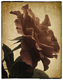 Rose von Cesar Palomino