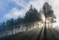 Rays of Sunlight von Johan Elzenga