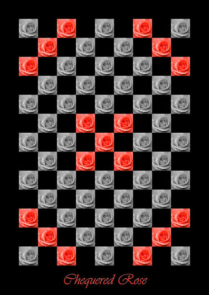 Chequered-rose