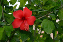 Hibiscus von Usha Shantharam
