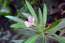 Oleander von Usha Shantharam