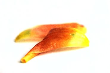 Tulpenblatt-002f