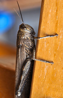 Grasshopper by emanuele molinari