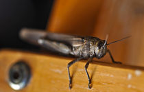 cricket von emanuele molinari
