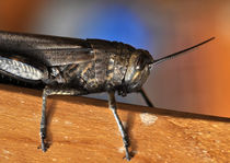 grasshopper by emanuele molinari