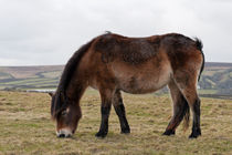 Exmoor pony grazing by cjsphotos