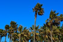 palm trees von Manou Rabe