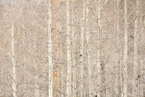Aspen Trees by Daniel Troy