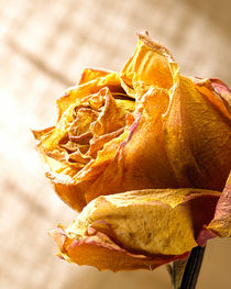 Dried Rose by Daniel Troy