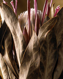 Dried Protea Flower by Daniel Troy