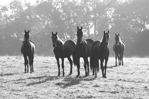 Early-morning-horses