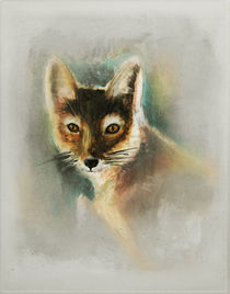 Swift Fox by Antonio Rodrigues Jr