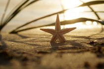 Goldener Seestern  / Starfish Still life on the beach von Tanja Riedel