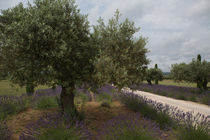 Die schöne Provence by suze