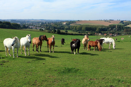 A-edited-horses-in-field
