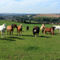 A-edited-horses-in-field