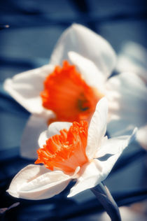 Narcissus Flower by cinema4design