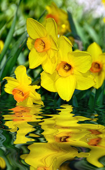 Daffodils by the Lake von Kaye Menner