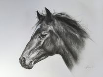 A Curious Horse von Lyn Banks