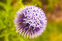 Purple Allium by Vincent J. Newman