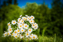 Blumengruß by hoernet-photographie
