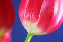 Tulpenblüte von Thomas Jäger