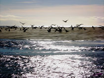 Gulls on the Beach by Carlos Segui