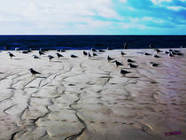 Gulls on the Beach II von Carlos Segui
