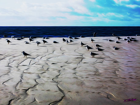 Gulls-on-the-beach-02