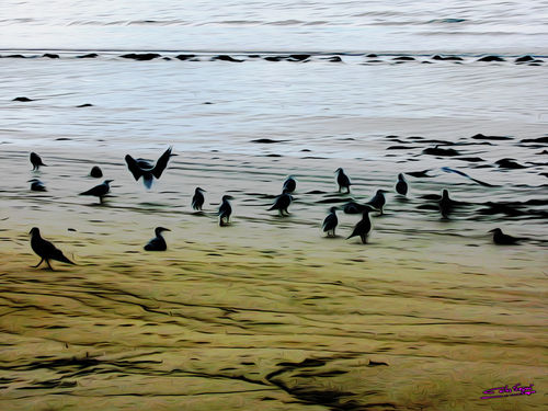 Gulls-on-the-beach-03
