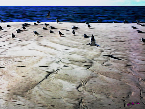 Gulls-on-the-beach-04