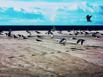 Gulls-on-the-beach-05