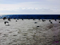 Gulls on the Beach VI von Carlos Segui