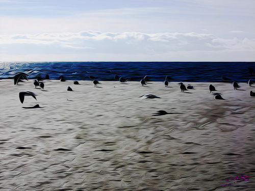 Gulls-on-the-beach-06