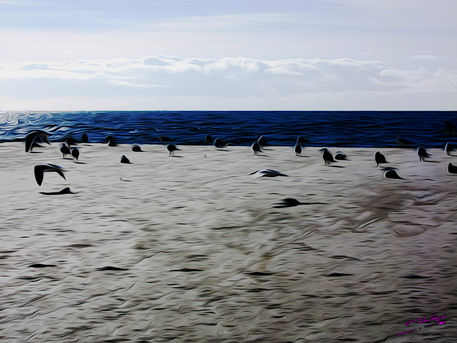 Gulls-on-the-beach-06