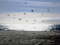 Gulls on the Beach VII by Carlos Segui