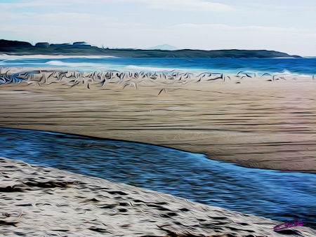 Gulls-on-the-beach-09