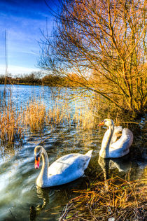 Peaceful Swans by David Pyatt