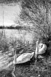 Swan Lake Art von David Pyatt