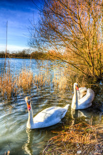 Graceful Swans by David Pyatt
