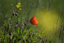 Mohn by suze