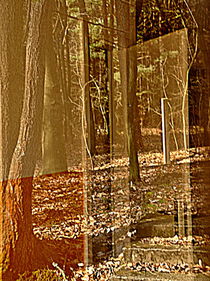 Tür in den Wald by alana