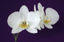 Orchidee by Thomas Jäger