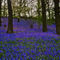 Bluebells-can-7-of-33