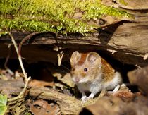 Sonnige Maus - Sunny mouse von mateart